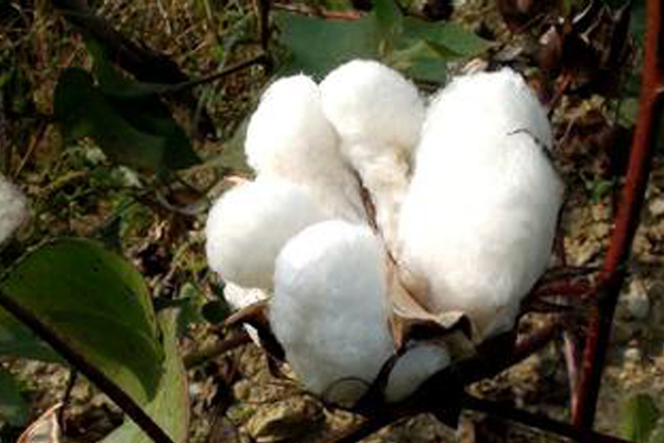 Cottonthree